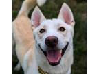 Adopt Aladdin (Tostito) a Siberian Husky, Shepherd