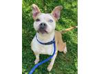 Adopt Budda a Pit Bull Terrier, Mixed Breed