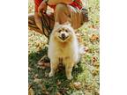 Adopt Rosso a Pomeranian, Mixed Breed