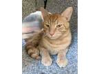 Adopt Teddy a Tabby