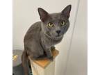 Adopt Timon a Domestic Short Hair