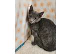 Adopt oregano a Domestic Short Hair