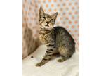 Adopt Captain Sushi a Domestic Short Hair
