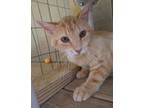 Adopt Ralphie a Domestic Short Hair