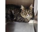 Adopt Zeus a Domestic Long Hair