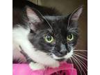 Adopt Stache a Domestic Long Hair