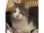 Adopt Apollo a Domestic Short Hair
