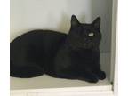 Adopt Gomez a Domestic Short Hair