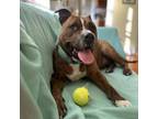 Adopt Mr. Snuffleupagus a American Staffordshire Terrier