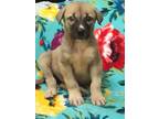 Adopt Cheerio a Anatolian Shepherd