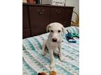 Adopt Charles a Anatolian Shepherd