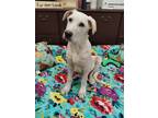 Adopt Chip a Anatolian Shepherd