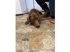 Adopt Magmus a Labrador Retriever