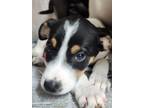 Adopt Pierce a Hound, Mixed Breed
