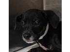 Adopt Macy a Pit Bull Terrier, Mixed Breed