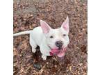 Adopt Rudolph a Pit Bull Terrier, Mixed Breed
