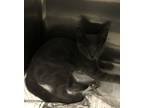 Adopt Gumdrop a Domestic Short Hair