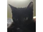 Adopt Praline a Domestic Short Hair
