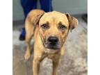 Adopt Cube Steak a Yellow Labrador Retriever