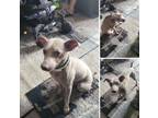 Adopt Spike~ a Miniature Pinscher