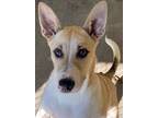 Adopt WILLIE a German Shepherd Dog