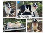Adopt Glacier a Great Pyrenees, Australian Shepherd