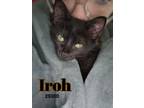 Adopt Iroh a Domestic Short Hair