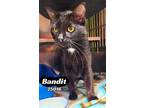 Adopt Bandit a Domestic Short Hair