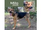 Adopt Milo a German Shepherd Dog