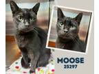 Adopt Moose a Domestic Short Hair