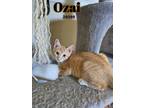 Adopt Ozai a Domestic Short Hair