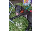 Adopt Bart a Mastiff