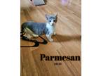 Adopt Parmesan a Domestic Short Hair