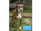 Adopt Max a Boxer, Hound