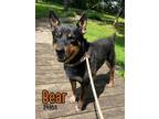 Adopt Bear a Australian Cattle Dog / Blue Heeler, Rottweiler