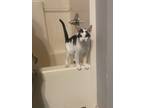Adopt Slash a Domestic Short Hair