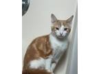Adopt Axl a Domestic Short Hair
