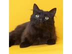 Adopt Bentley a Domestic Medium Hair