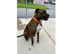 Adopt Duke a Boxer, Mixed Breed