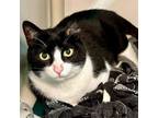 Adopt Racecar 31 a Domestic Short Hair