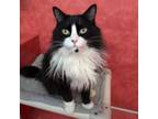 Adopt Laszlo a Domestic Long Hair