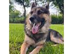 Adopt Dakota a German Shepherd Dog