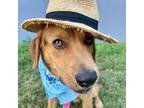 Adopt Ichabod a Labrador Retriever, Foxhound