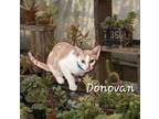 Adopt Donovan #learning-to-play a Tabby, Domestic Short Hair