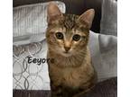 Adopt Eeyore #good-hearted a Tabby, Domestic Short Hair