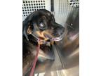 Adopt Tinsel a Rottweiler, Mixed Breed