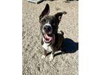 Adopt Garbanzo a American Staffordshire Terrier, Mixed Breed