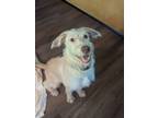 Adopt Mallow a German Wirehaired Pointer, Mixed Breed