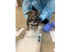 Adopt Pup 3 a Anatolian Shepherd, Mixed Breed