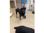 Adopt Axle a Rottweiler, Mixed Breed